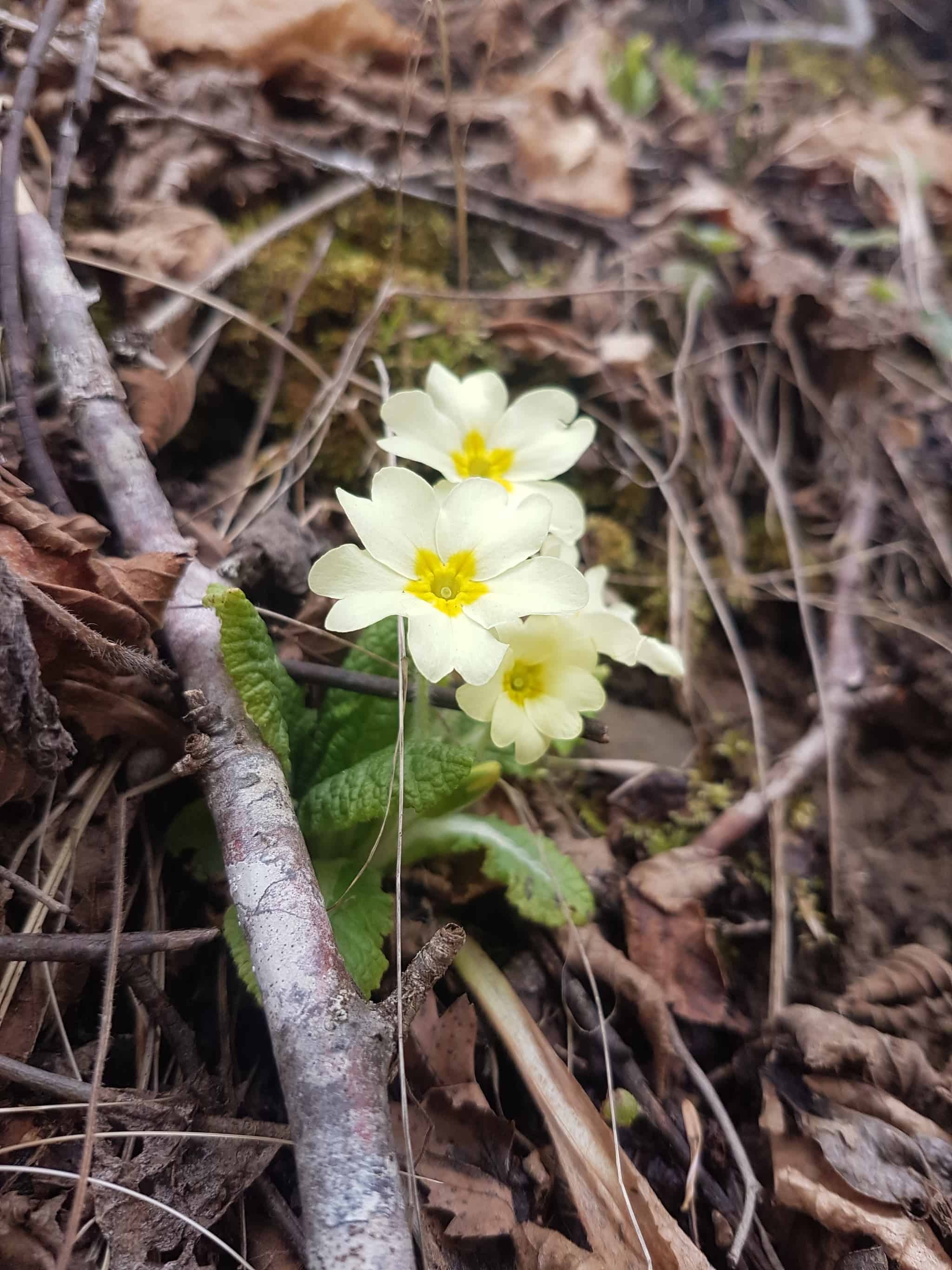 Stängellose Schlüssselblume (Primula vulgaris) | Foto Iljon Thanas