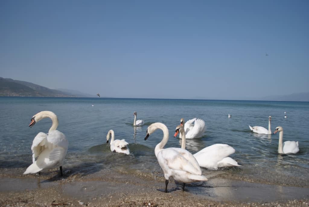 Schwäne am Ohridsee | Foto: Schutzgebiet Pogradec – Ohridsee